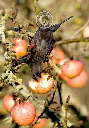 Blackbird 2